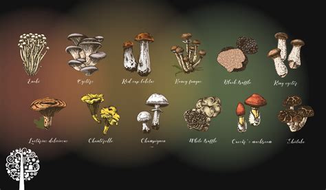 All Mushrooms are Medicinal | Garden Culture Magazine