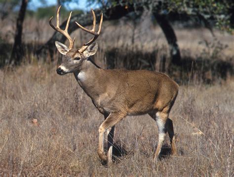 קובץ:White-tailed deer.jpg – ויקיפדיה