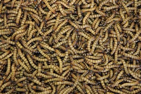 How to Get Rid of Maggots - Shield Pest Control UK