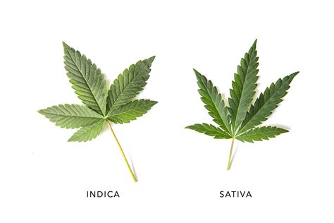 Indica vs. Sativa vs. Hybrid: What's the Difference? - CBD Oracle