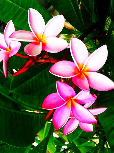 Hawaiian Flowers Wallpaper (47+ images)