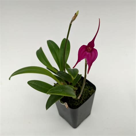 Masdevallia "Novelty Miniature Hybrid" - OrchidWeb