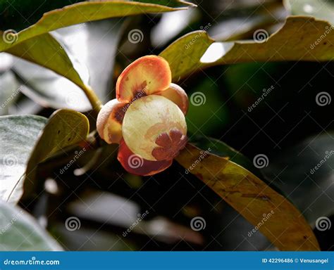 Young mangosteen on tree stock photo. Image of tropical - 42296486