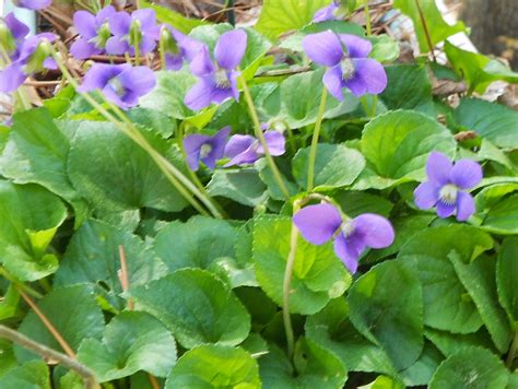 Still Waters--Notes from a Virginia Shire: Wild Violets