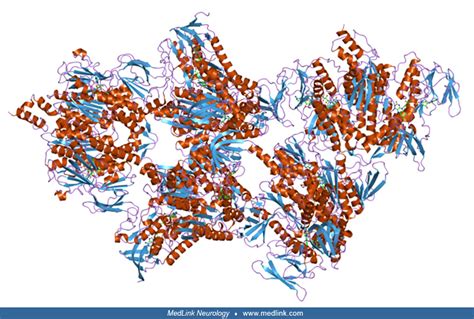 Alpha-ketoglutarate dehydrogenase deficiency | MedLink Neurology