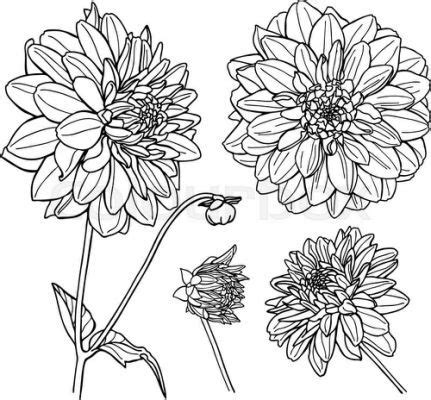 line drawing - flowers - dahlias | Bloemen tekenen, Muurkunst, Tekenen