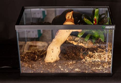 10-Gallon Pacman Frog Habitat Setup Guide (With Pictures), 46% OFF