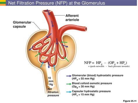 PPT - Urinary System I: Kidneys and Urine Formation PowerPoint Presentation - ID:168219