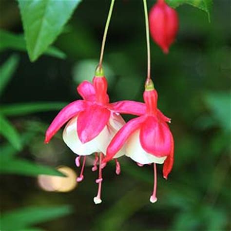 Fuchsia varieties | Nurseries Online