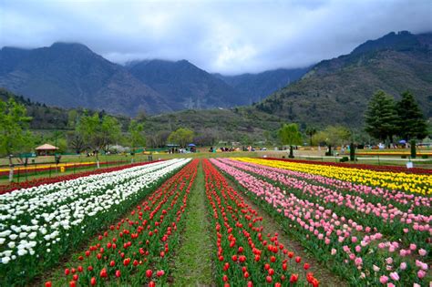 Kashmir in Spring – Picture Perfect!