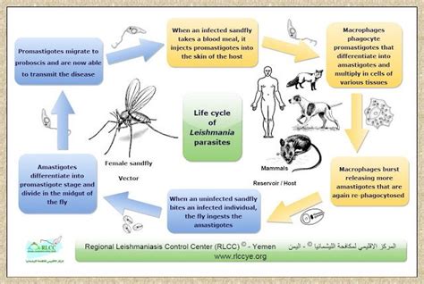 Leishmania parasites life cycle | Life cycles, Life, Microbiology