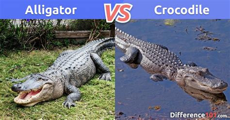 Alligator vs Crocodile Size, Pros & Cons - 6 Key Differences ...