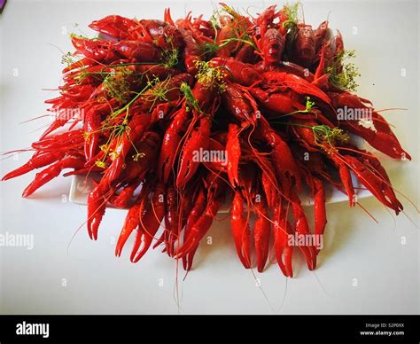 Crayfish for midsummer celebrations in Sweden Stock Photo - Alamy