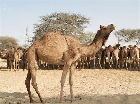 File:Camels at Camel Research Farm, Bikaner.jpg - Wikimedia Commons