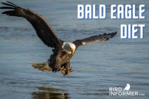 What Do Bald Eagles Eat? - Bird Informer