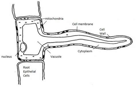 Table of Organelles - Root Hair cell