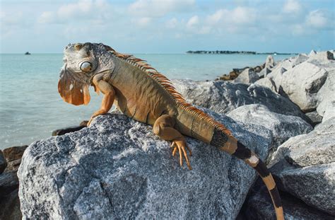 What are the similarities between an iguana, a monitor lizard, and a gecko? - Animalia