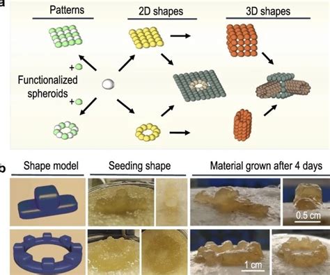 Self-healing ‘living materials’ used as 3D building blocks | Imperial ...