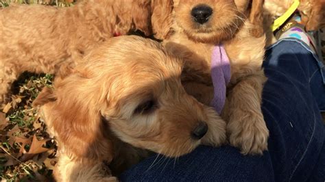 Jules' F2b Mini Goldendoodle puppies...7 wks old - YouTube