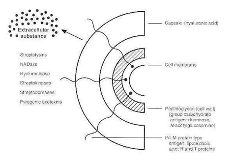 Streptococcus pyogenes Virulence Factors • Microbe Online