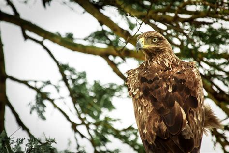 Native American Symbols Eagle | Native American Eagle Symbol