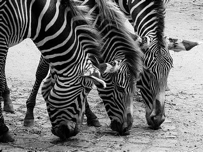 Royalty-Free photo: Zebra Black&White Portrait | PickPik