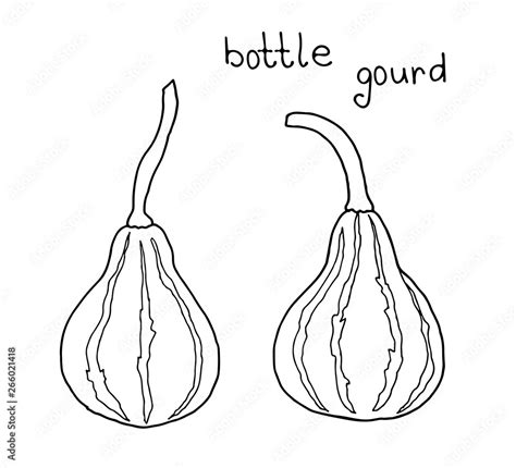 Vector doodle drawing of lagendaria ordinary, calabash, bottle gourd ...