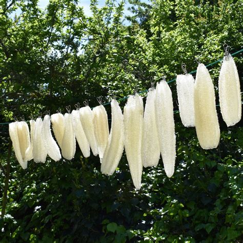 How to keep your loofah clean – The Loofah Patch