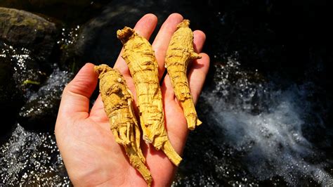 American Ginseng Roots – 5 Years Old – GinsengStoreandMore