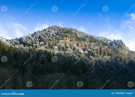 Black forest in winter stock photo. Image of mountain - 11003960