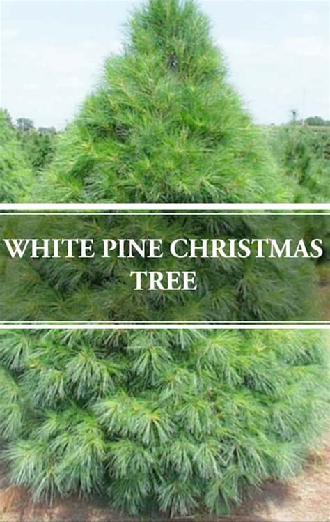 White Pine Christmas Tree – Tallest Pine Tree in the USA – Gardening Brain