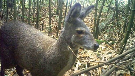 Rare male forest musk deer spotted for the first time in SW China - CGTN