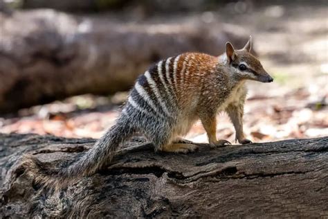 Numbat - Worldwide Nature