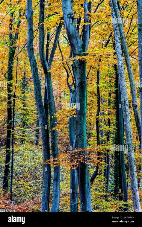 Beautiful Fall Colors in the Black Forest, Switzerland Stock Photo - Alamy