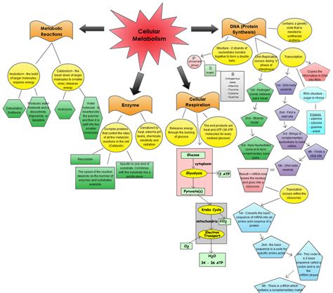 Biology Concept Map Concept Map Concept Taxonomy - vrogue.co