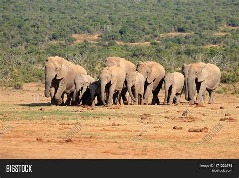 Herd African Elephants Image & Photo (Free Trial) | Bigstock