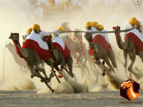 Camel Racing: A Popular Sport and Cultural Tradition