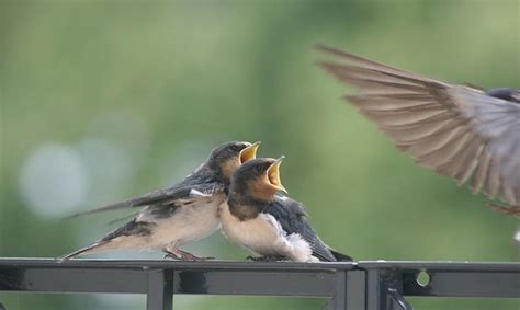 How Do Birds Communicate With Each Other?