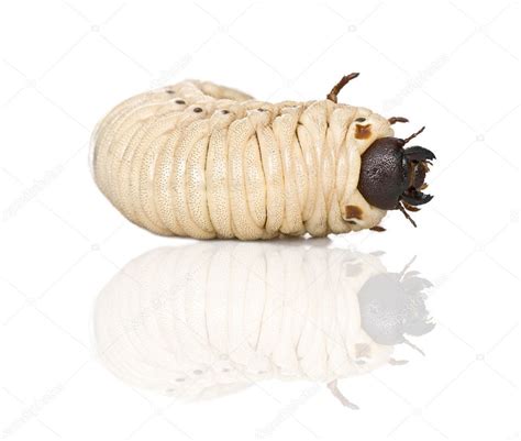 Larva of a Hercules beetle, Dynastes hercules, against white background, studio , #AD, #beetle ...