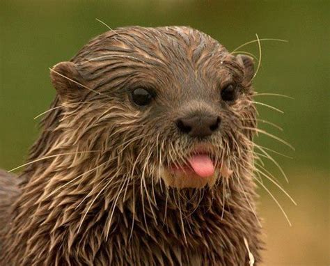 I Otter stick out my tongue! | Otters cute, Baby animals, Cute animals