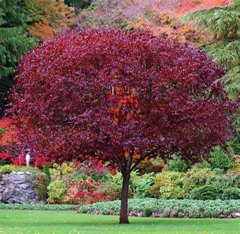 types of plum trees with red leaves - Alfredia Brito