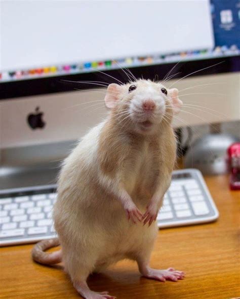 Pin by Peggy Plankis on animal creatures | Pet rats, Pet mice, Cute rats