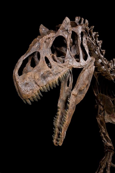 Bonhams : Big Al II Allosaurus Skeleton – Research Quality Cast Replica