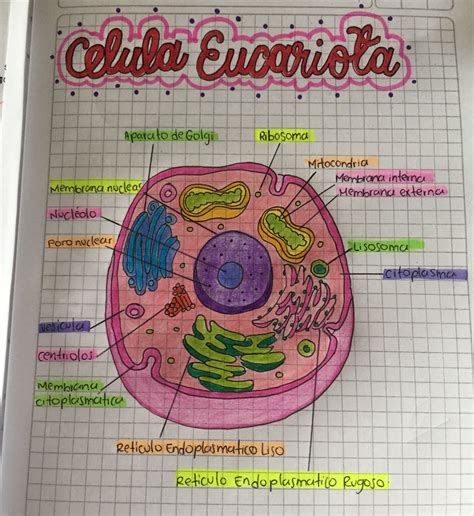 Célula Eucariota (célula Animal) | Celula eucariota, Célula animal, Celula procariota y eucariota