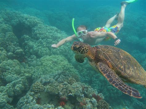 Snorkeling With The Turtles In Maui | Snorkeling, Maui, Oh the places youll go