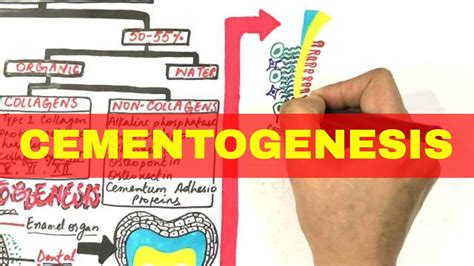 Cementogenesis - Cementum Composition, Types & Formation - YouTube