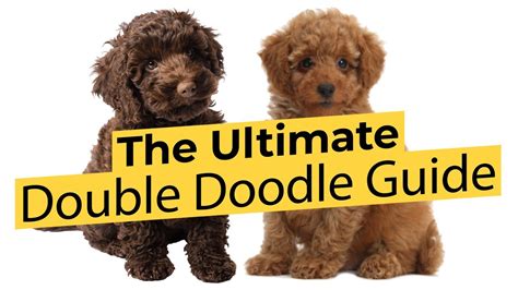 The Ultimate Double Doodle Guide 📃🐶🔴 2022 🔴 - YouTube