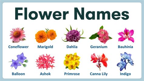 Flower Images With Names In English | Best Flower Site