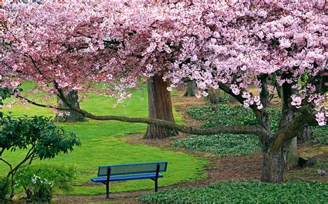 nature, Landscapes, Trees, Flowers, Blossoms, Park, Garden, Grass, Spring, Seasons, Bench ...