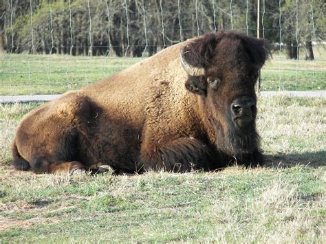 Fossil Rim Wildlife Center (@FossilRim) / Twitter